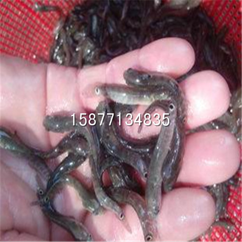 贵阳鱼苗批发|贵州鱼苗