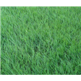 江苏草坪｜江苏草坪基地3