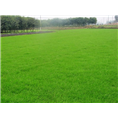 江苏草坪基地｜江苏黑麦草草坪3 