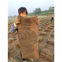句容百慕大草坪卷