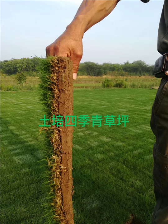 句容兰引三号草坪