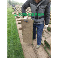 镇江混播黑麦草草坪卷
