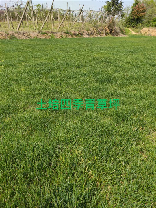 句容兰引三号草坪