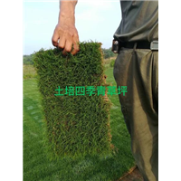句容兰引三号草坪