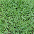 江苏草坪｜江苏草坪基地4