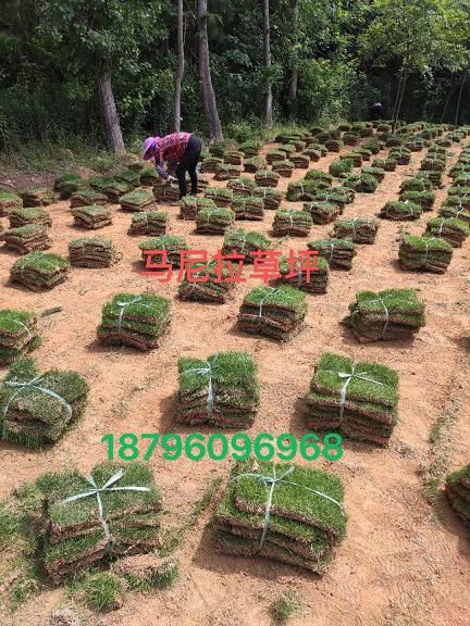 句容百慕大草坪卷