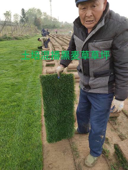 江苏混播黑麦草草坪卷