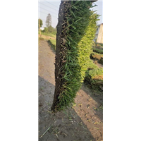 句容狗牙根草坪