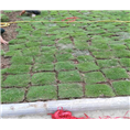 江苏草坪基地◣江苏百慕大草坪供应◢ 