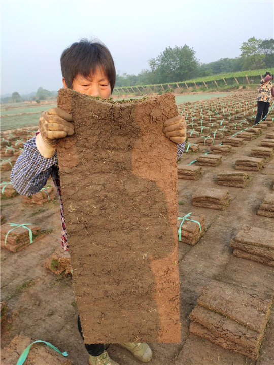 句容百慕大草坪卷