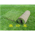 镇江果岭草直销18796096968 