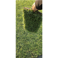 句容狗牙根草坪