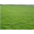 江苏草坪基地｜江苏黑麦草草坪2 