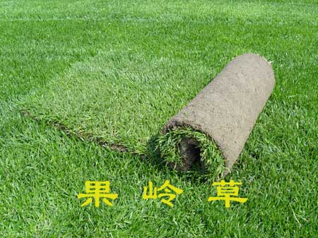 镇江果岭草直销18796096968 