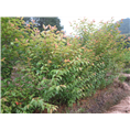福建山樱花2