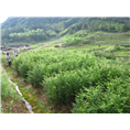 红豆杉苗木3