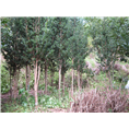 福建罗汉松6