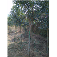 福建丹桂苗木种植5