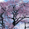 山樱花4