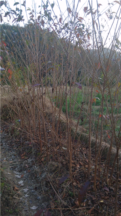 福建山樱花苗木3