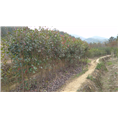 红叶石楠7