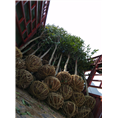 福建丹桂苗木种植6