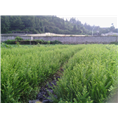 红豆杉苗木18