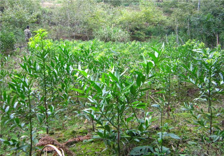 福建竹柏苗木2