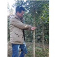 福建丹桂苗木种植3