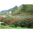 红叶石楠4