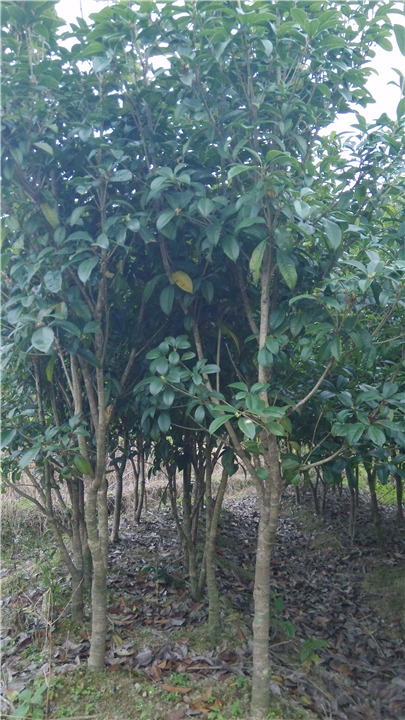 福建四季桂苗木10