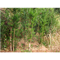 福建罗汉松11