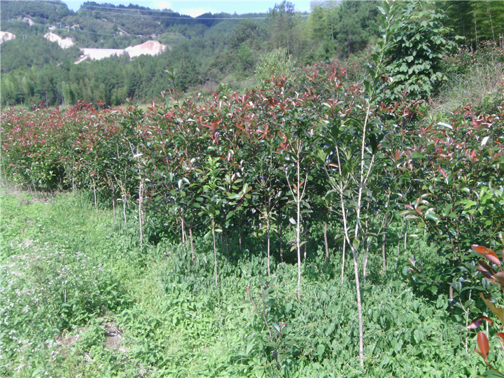 红叶石楠6