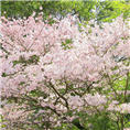 山樱花2