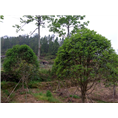 福建丹桂苗木种植10