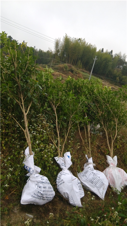 福建四季桂苗木12