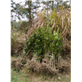 福建丹桂苗木种植7