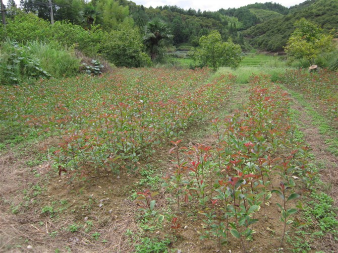 红叶石楠9