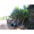 福建四季桂苗木4