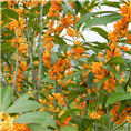 桂花