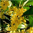 桂花5