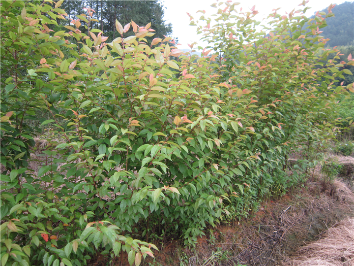 福建山樱花2