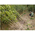 福建丹桂苗木种植8