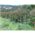 红叶石楠6
