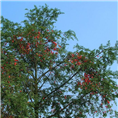 红豆杉2
