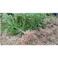 红豆杉苗木19