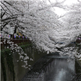 山樱花