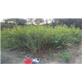福建山樱花苗木2
