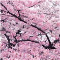 山樱花3