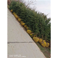 河南雪松基地 